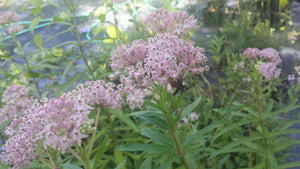 A. Pink Milkweed 4” Pot