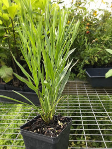 Silk Grass - Pityopsis graminifolia var tracyi 4” Pot