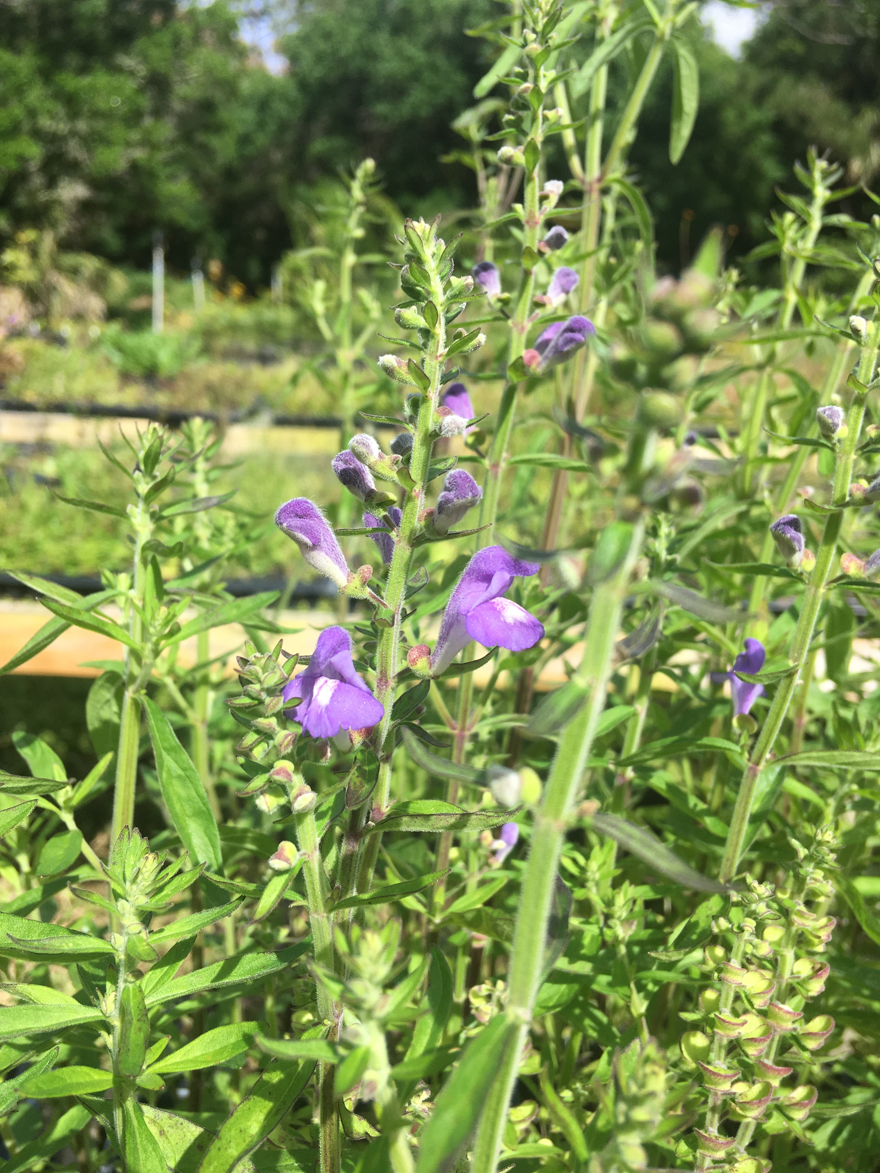 skullcap.JPG?v=1558030057