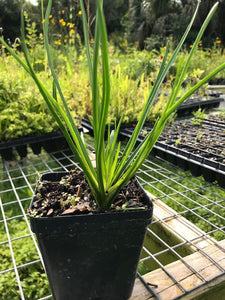 Blazing Star - Liatris tenuifolia 4" pot