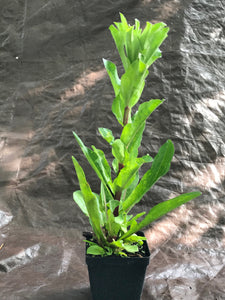 Vanilla Plant - Carphephorus ordoratissimus 4" Pot